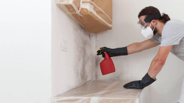 Professional Basement Mold Remediation technician working in Redmond, WA