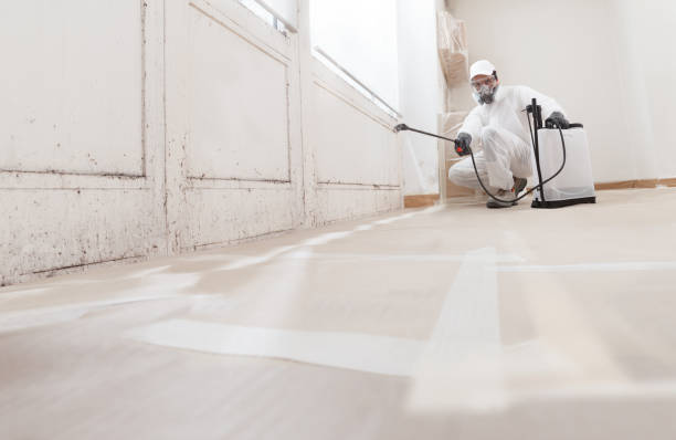 24/7 Emergency Basement Mold Remediation experts in Redmond, WA