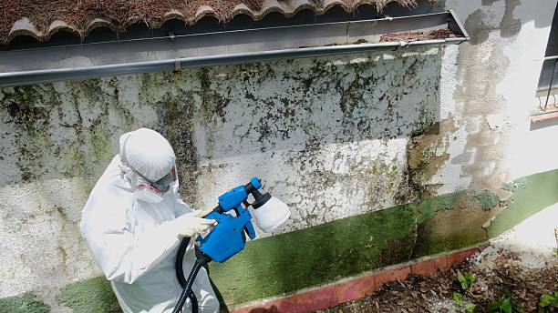Top rated local Basement Mold Remediation specialists in Redmond, WA